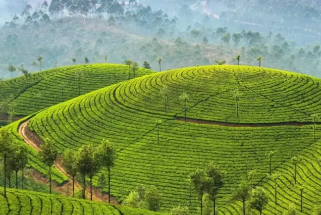 Misty hills and tea gardens featured in Kerala Munnar tour packages