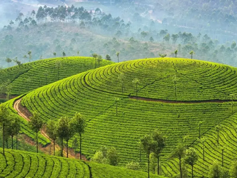 Misty hills and tea gardens featured in Kerala Munnar tour packages