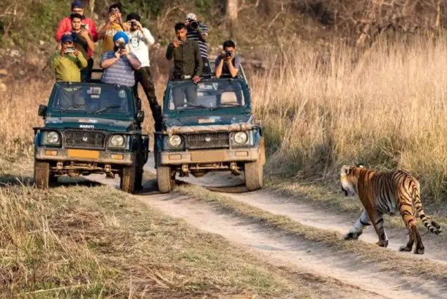 Royal Bengal tiger spotted during safari – part of Ranthambore tour packages
