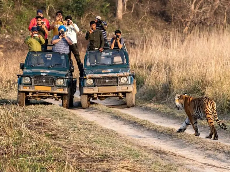 Royal Bengal tiger spotted during safari – part of Ranthambore tour packages