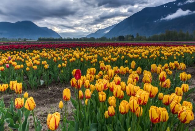 Kashmir Tulip Festival Tour – 7 Days (April Special)