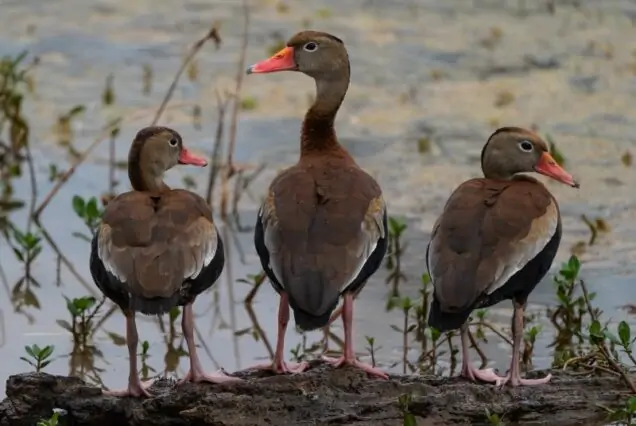 Golden Triangle with Bharatpur Bird Sanctuary – 5 Nights / 6 Days