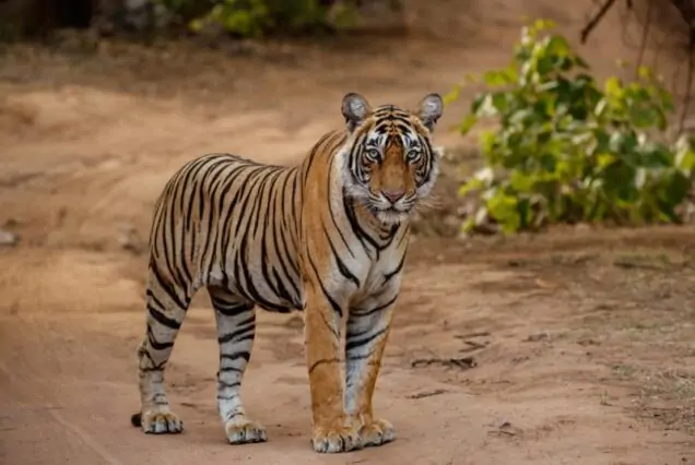 Golden Triangle Tour with Ranthambore – 6 Nights / 7 Days