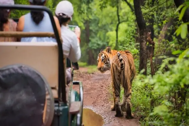 Ranthambore Luxury Wildlife Experience – 2 Nights / 3 Days Safari Tour