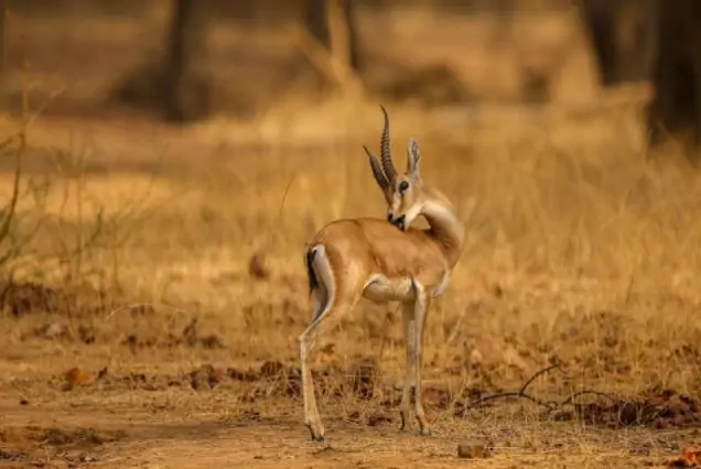 Jeep safari during Ranthambore Weekend Tour in Ranthambore National Park