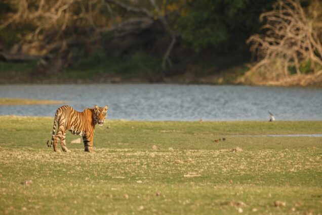 Ranthambore with Jaipur Tour – 4-Night, 5-Day Wildlife & Heritage Adventure
