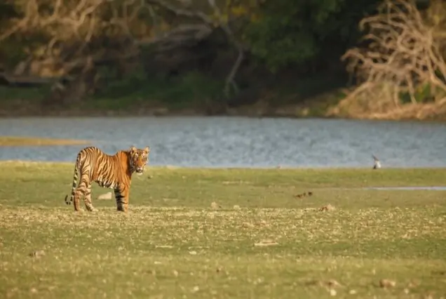 Ranthambore with Jaipur Tour – 4-Night, 5-Day Wildlife & Heritage Adventure
