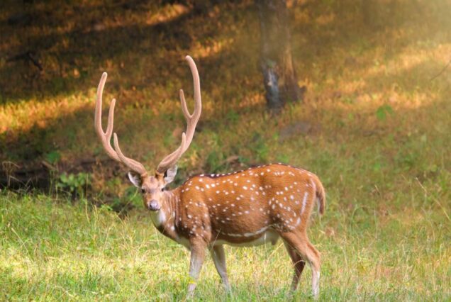 Wildlife Photography Tour 3 Nights 4 Days – Jeep Safari in Indian Jungle