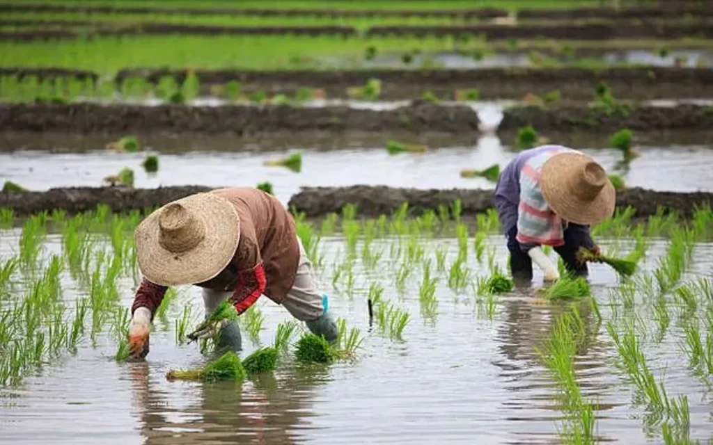 Culture and Traditions